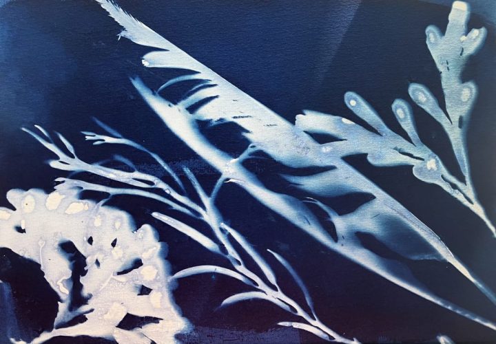 Visuel algue cyanotype
